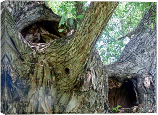 Ancient Willow Tree Canvas Print by Stephanie Moore