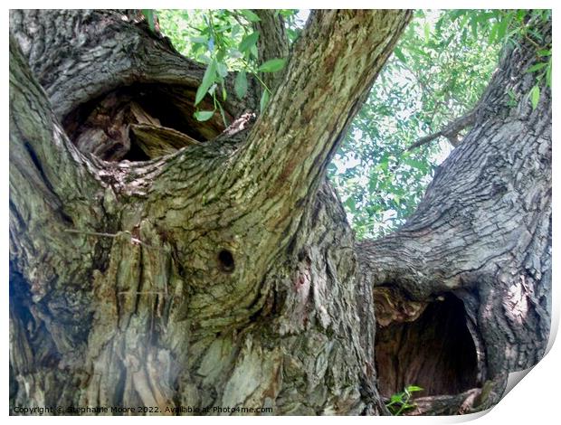 Ancient Willow Tree Print by Stephanie Moore