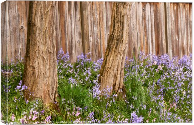 Two Trees and Bluebells Canvas Print by John Mitchell