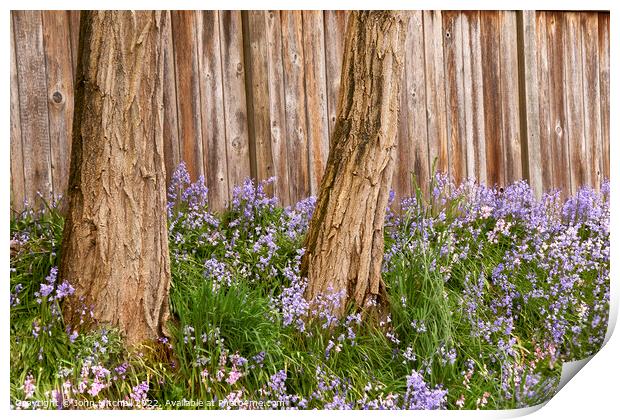 Two Trees and Bluebells Print by John Mitchell