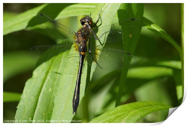 "Ethereal Dance: A Dragonfly's Graceful Pose" Print by Ken Oliver