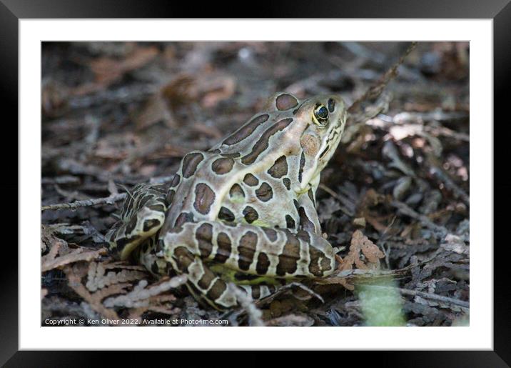 "Nature's Chameleon: The Northern Leopard Frog" Framed Mounted Print by Ken Oliver