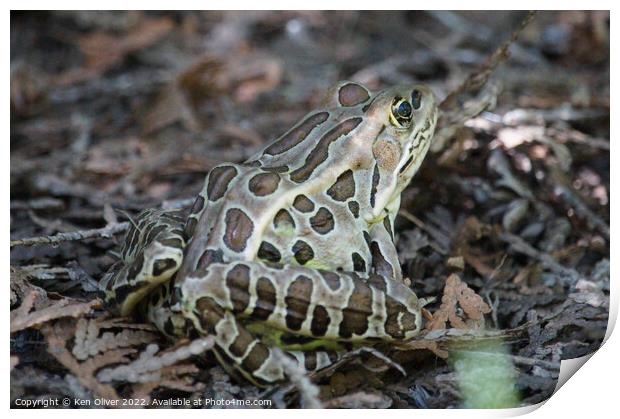 "Nature's Chameleon: The Northern Leopard Frog" Print by Ken Oliver