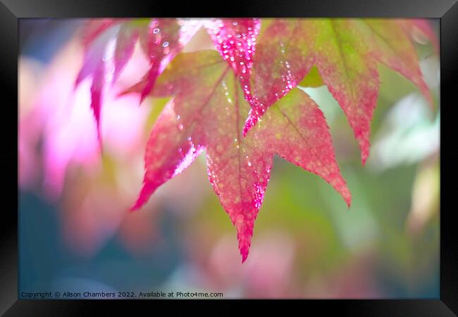 Colourful Acer Leaves Framed Print by Alison Chambers