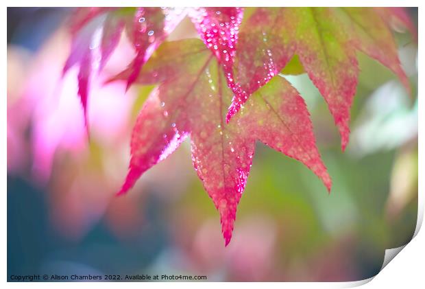 Colourful Acer Leaves Print by Alison Chambers
