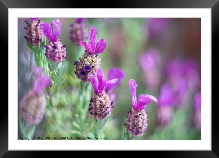 French Lavender  Framed Mounted Print by Alison Chambers
