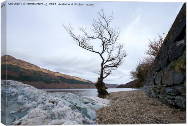Loch Lomond Firkin Point Single Tree Canvas Print by rawshutterbug 