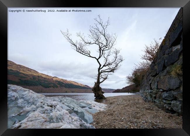 Loch Lomond Firkin Point Single Tree Framed Print by rawshutterbug 