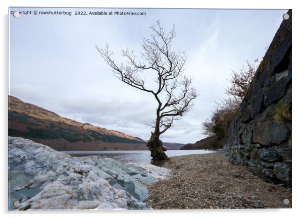 Loch Lomond Firkin Point Single Tree Acrylic by rawshutterbug 