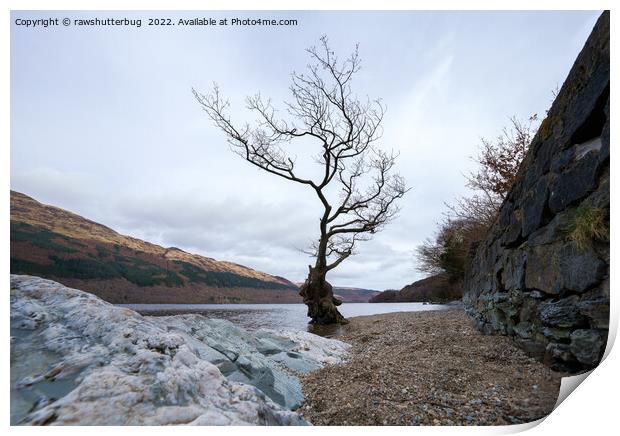 Loch Lomond Firkin Point Single Tree Print by rawshutterbug 
