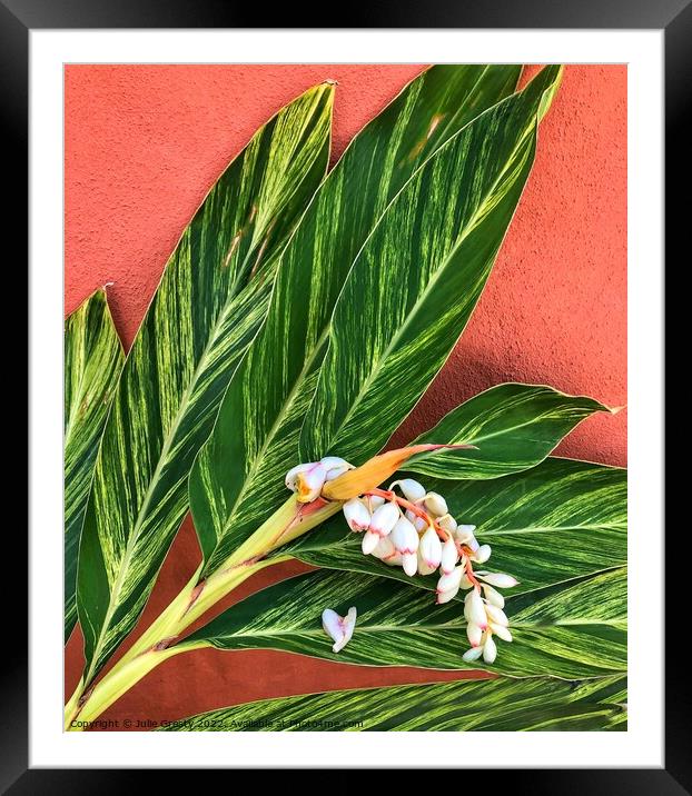 Shell Ginger green leaves against a  terracotta wall Framed Mounted Print by Julie Gresty