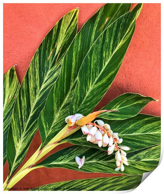 Shell Ginger green leaves against a  terracotta wall Print by Julie Gresty