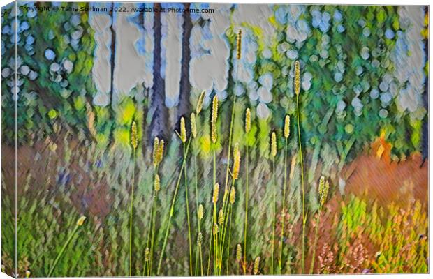Grass at the Edge of Forest  Canvas Print by Taina Sohlman