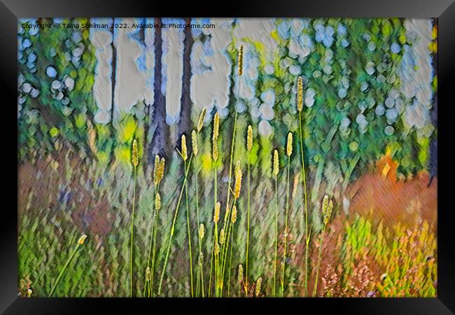 Grass at the Edge of Forest  Framed Print by Taina Sohlman