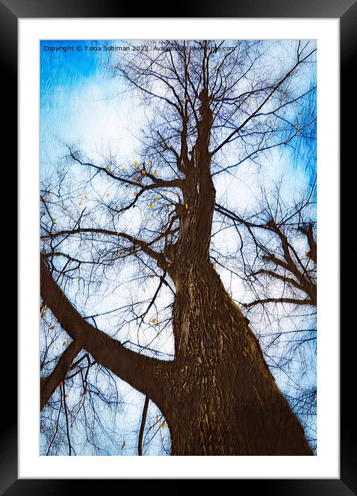 Bare Tree Against Sky in Autumn Digital Art Framed Mounted Print by Taina Sohlman