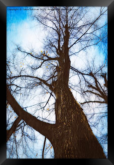 Bare Tree Against Sky in Autumn Digital Art Framed Print by Taina Sohlman