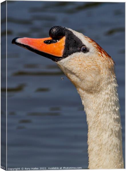 Swan I am watching you Canvas Print by Rory Hailes