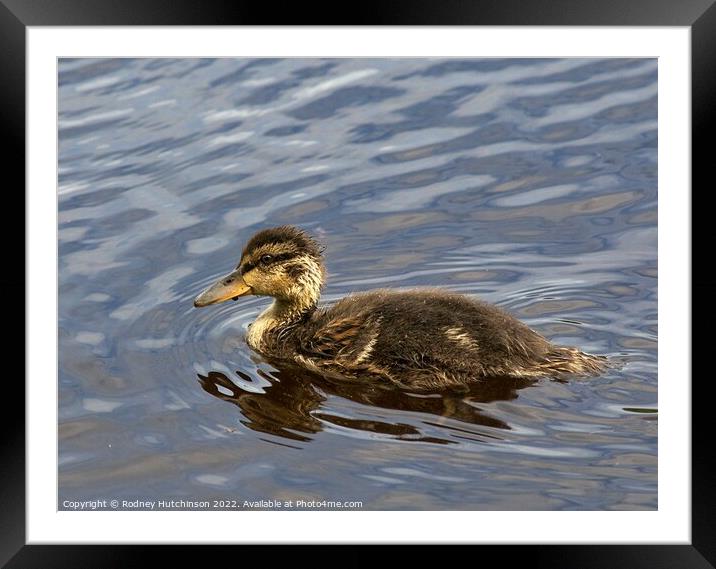 Duckling Framed Mounted Print by Rodney Hutchinson