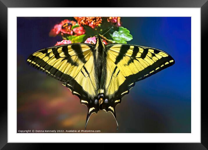 Swallowtail in Living Color Framed Mounted Print by Donna Kennedy