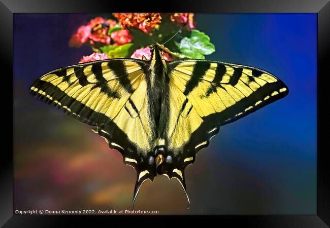 Swallowtail in Living Color Framed Print by Donna Kennedy