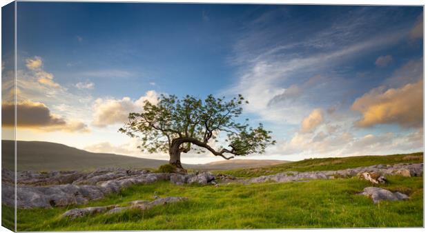 Lone Tree at Ribblehead Yorkshire Dales National Park Canvas Print by Phil Durkin DPAGB BPE4