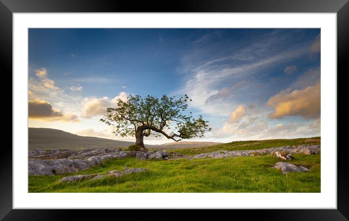 Lone Tree at Ribblehead Yorkshire Dales National Park Framed Mounted Print by Phil Durkin DPAGB BPE4