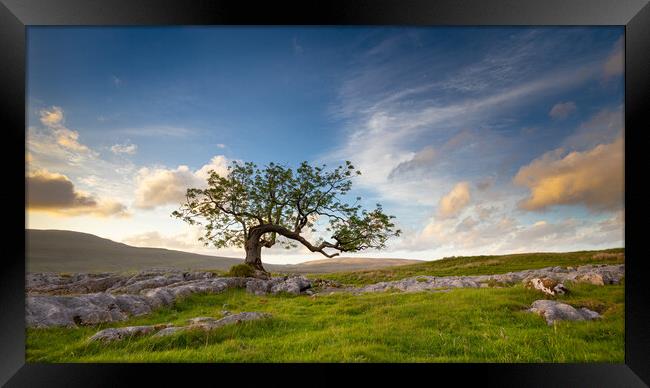 Lone Tree at Ribblehead Yorkshire Dales National Park Framed Print by Phil Durkin DPAGB BPE4