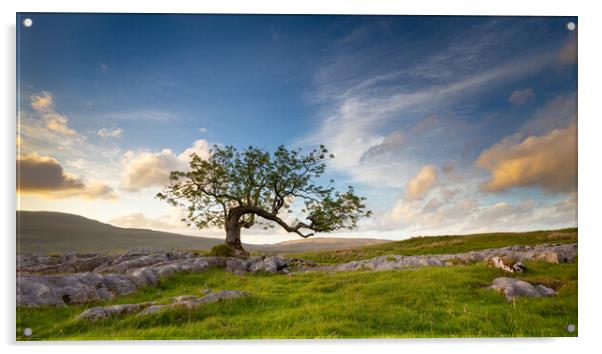 Lone Tree at Ribblehead Yorkshire Dales National Park Acrylic by Phil Durkin DPAGB BPE4