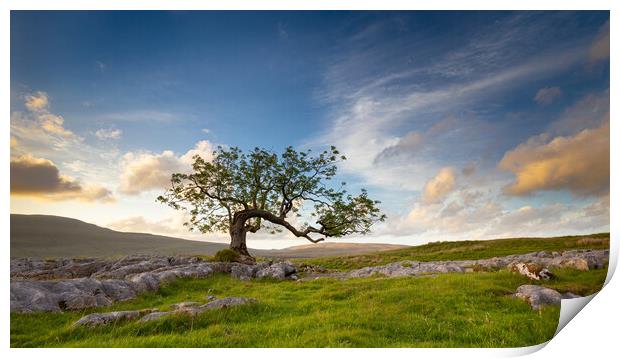 Lone Tree at Ribblehead Yorkshire Dales National Park Print by Phil Durkin DPAGB BPE4