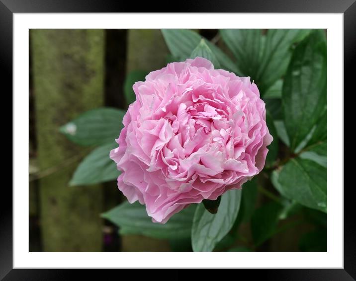 Pink Peony Framed Mounted Print by Roy Hinchliffe
