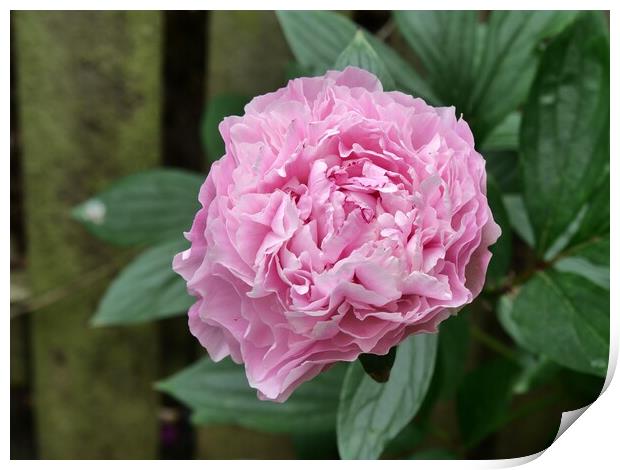 Pink Peony Print by Roy Hinchliffe