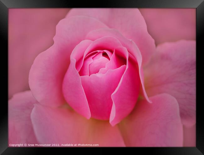 Pink Rose Framed Print by Sree Mussunoor