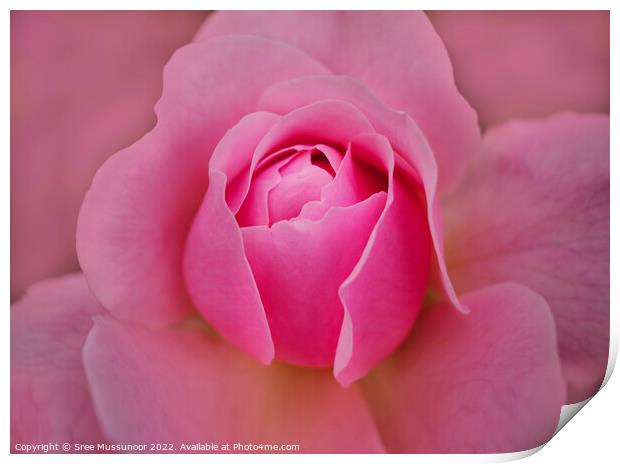 Pink Rose Print by Sree Mussunoor