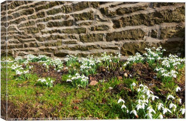 Snowdrops beside a stone wall in Sedbusk, Yorkshire Dales Canvas Print by Louise Heusinkveld