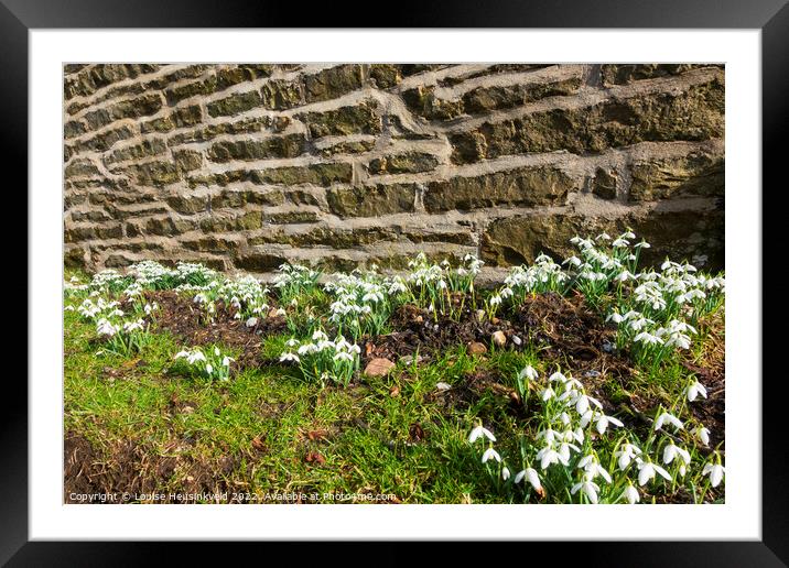 Snowdrops beside a stone wall in Sedbusk, Yorkshire Dales Framed Mounted Print by Louise Heusinkveld