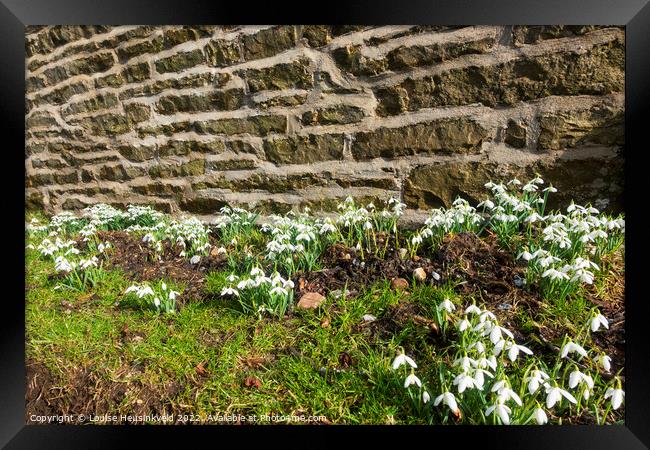 Snowdrops beside a stone wall in Sedbusk, Yorkshire Dales Framed Print by Louise Heusinkveld