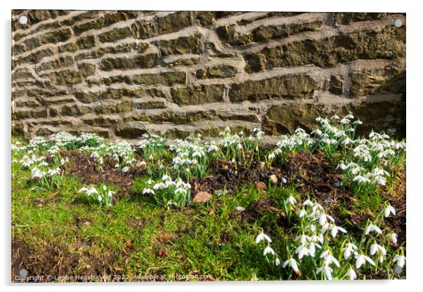 Snowdrops beside a stone wall in Sedbusk, Yorkshire Dales Acrylic by Louise Heusinkveld