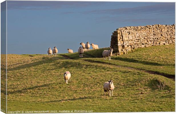 Swaledale sheep in Wensleydale, Yorkshire Dales National Park Canvas Print by Louise Heusinkveld