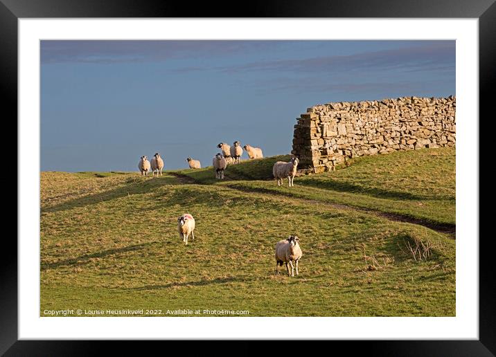 Swaledale sheep in Wensleydale, Yorkshire Dales National Park Framed Mounted Print by Louise Heusinkveld