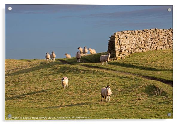 Swaledale sheep in Wensleydale, Yorkshire Dales National Park Acrylic by Louise Heusinkveld
