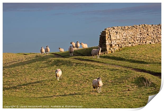 Swaledale sheep in Wensleydale, Yorkshire Dales National Park Print by Louise Heusinkveld