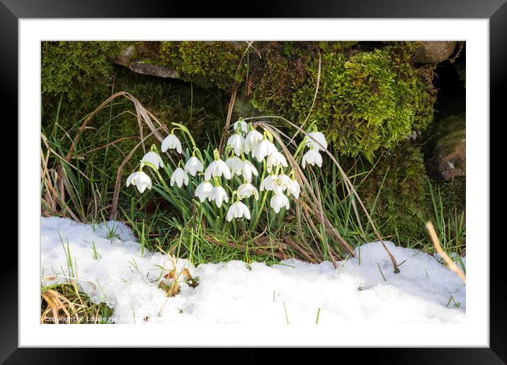 Snowdrops naturalized beside a dry stone wall in Swaledale Framed Mounted Print by Louise Heusinkveld