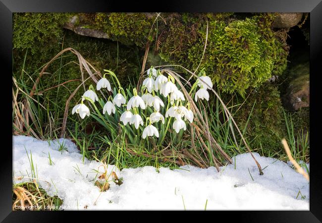 Snowdrops naturalized beside a dry stone wall in Swaledale Framed Print by Louise Heusinkveld
