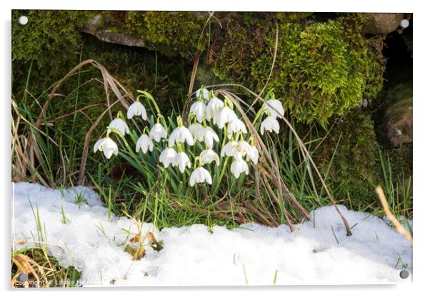 Snowdrops naturalized beside a dry stone wall in Swaledale Acrylic by Louise Heusinkveld