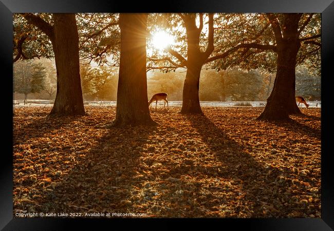 Autumn Grazing Deer  Framed Print by Kate Lake