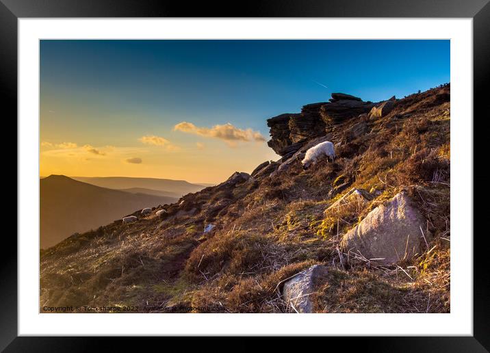 Sheep on the mountain side Framed Mounted Print by Tom Sharpe