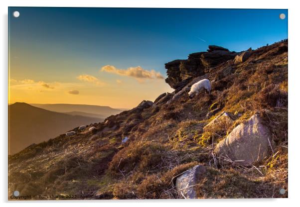 Sheep on the mountain side Acrylic by Tom Sharpe