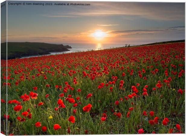 Poppy's at Sunset  Canvas Print by tom downing