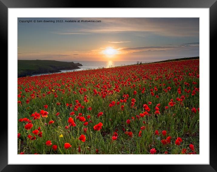Poppy's at Sunset  Framed Mounted Print by tom downing