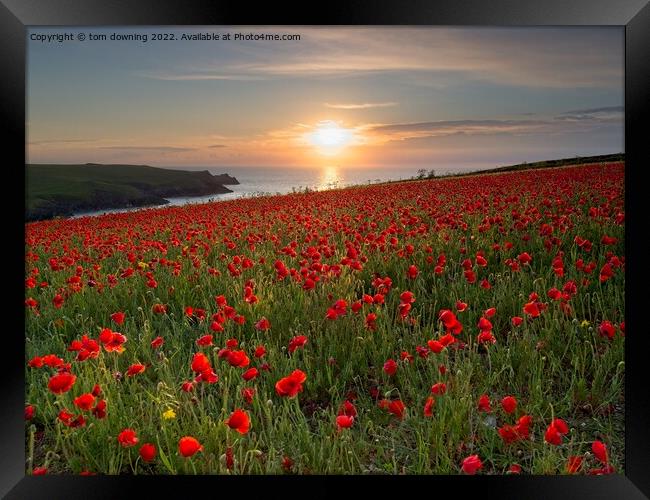 Poppy's at Sunset  Framed Print by tom downing